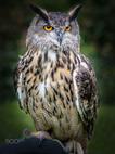 European Eagle Owl by Roger Rlp | Сова картинки, Сова акварелью ...