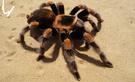 Паук птицеед новичку брахипельма смити brachypelma smithi павук ...