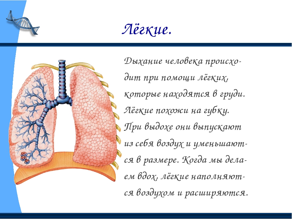 Легкие человека презентация