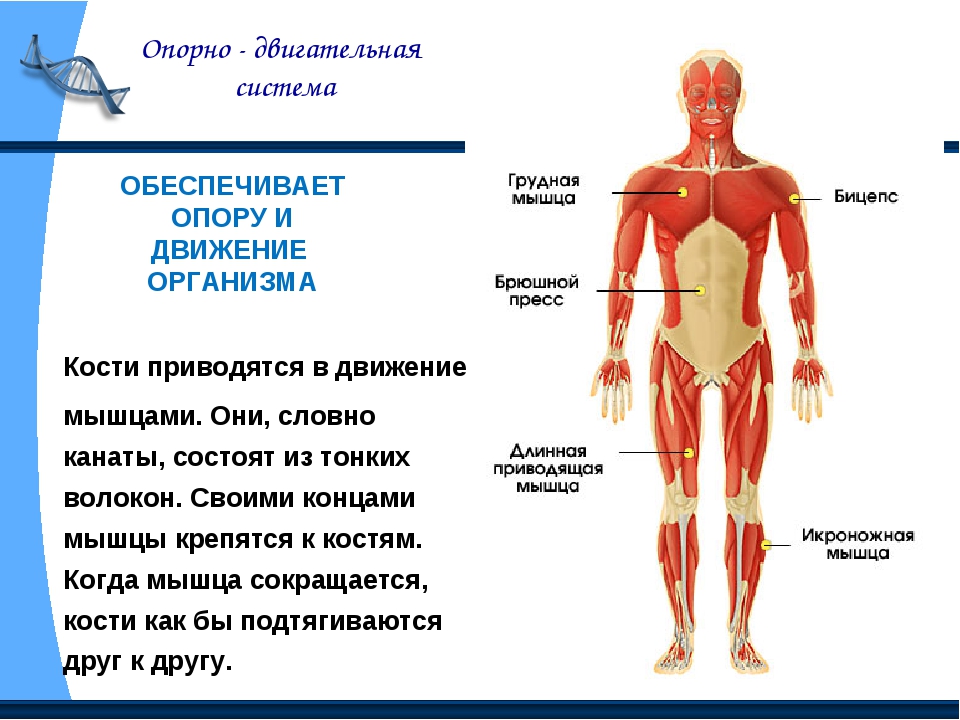 Опорно-двигательная система человека. Какие органы содержится в внутренней среде организма. Органы переносят в человека. Что приводит к движению органов нашего тела о.