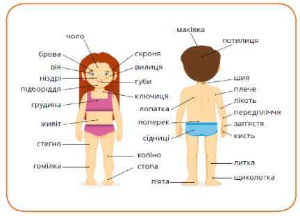 Тіло людини - Тиждень 12. Людина та її здоров'я