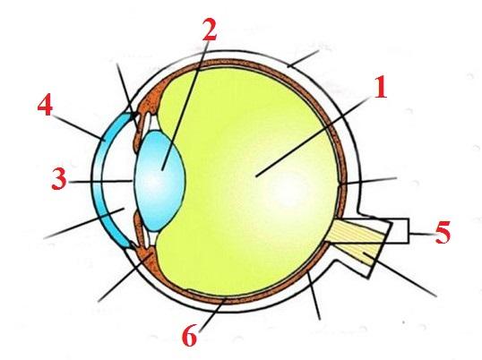 Строение глаза человека рисунок 8 класс