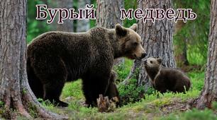 Заняття з ознайомлення з природнім довкіллям