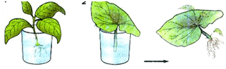 Размножение листовыми черенками рисунок
