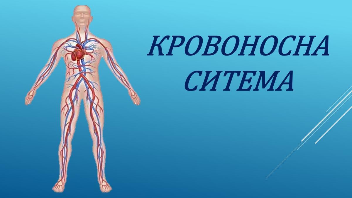 Кровоносна система