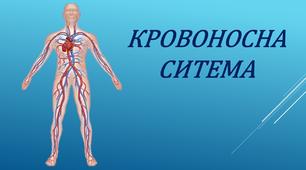 Кровоносна система