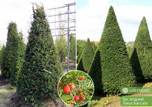 Тис ягідний (піраміда), 2,5-3,0 метра купити в Києві, ціна - Greensad