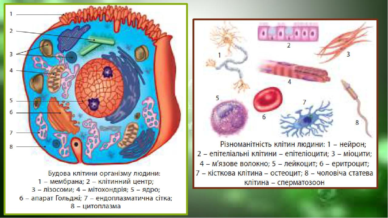 Презентація "Організм людини як біологічна система. Різноманітність ...