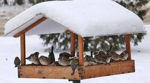 Птахи, які лишились з нами зимувати.
