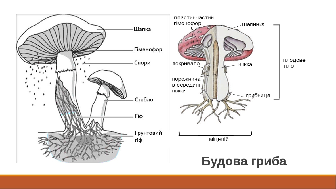 Белый гриб схема. Строение гриба Лисичка. Части гриба 3 класс. Строение гриба рисунок. Нижняя часть гриба.