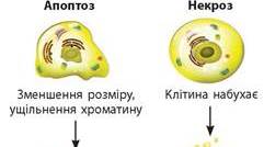 Старіння та смерть клітини
