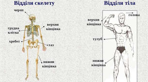 Опора тіла і рух. Формування постави
