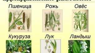 Однодольні рослини