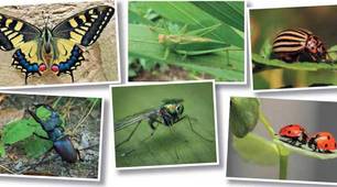 "Чарівний світ комах"