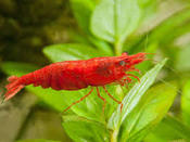 Креветка Сакура Sakura - Креветки - Nano Fish