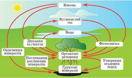 Біогеохімічні цикли - Підручник з Біології і екології. 11 клас ...