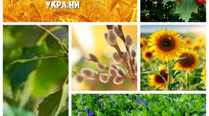 Презентація "Квітучі символи України"
