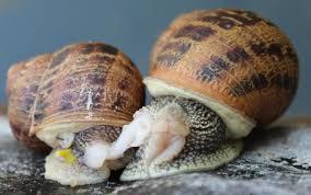 File:Tercera foto de una pareja de caracoles copulando en la pared ...