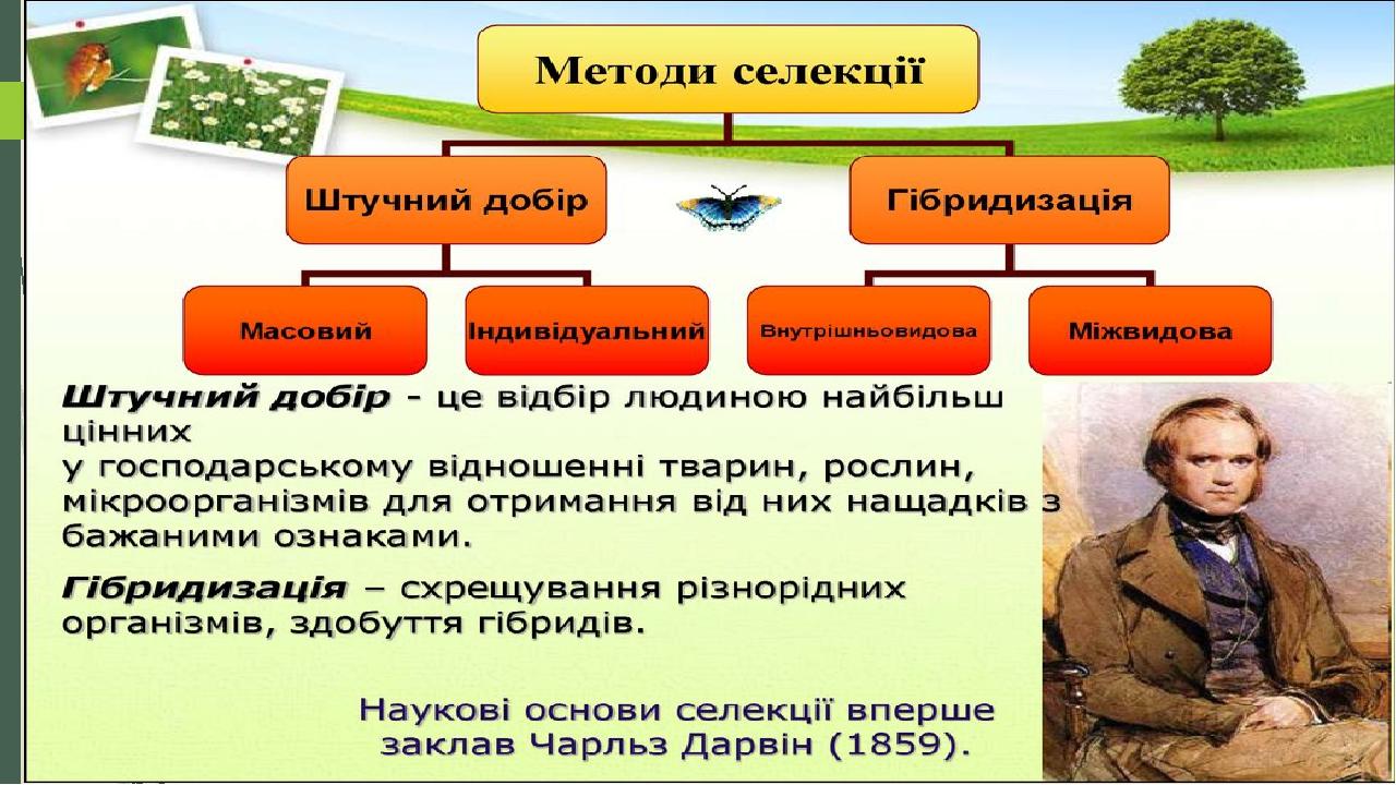 Реферат: Завдання сучасної селекції Поняття про сорт породу штам Штучний добір та його форми