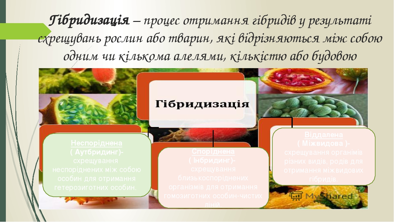 Гібридизація – процес отримання гібридів у результаті схрещувань рослин або тварин, які відрізняються між собою одним чи кількома алелями, кількіст...