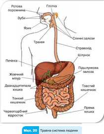 8. Травна система, її будова та функції. » Народна Освіта