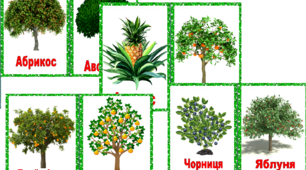 Наочність  "Фруктові дерева і кущі"