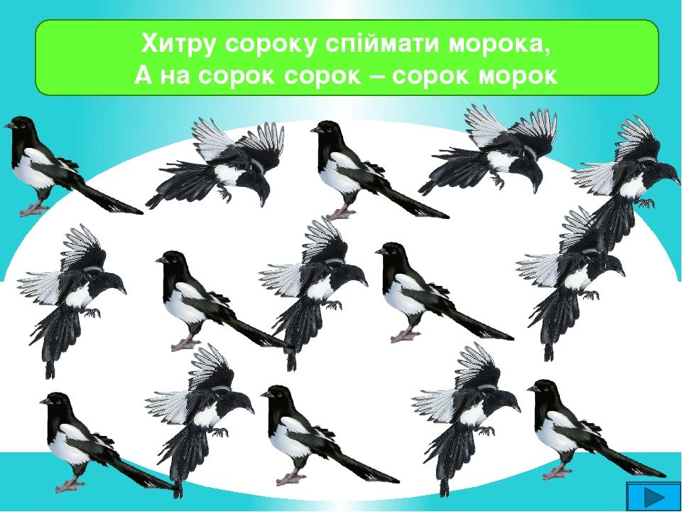 Хитру сороку спіймати морока, А на сорок сорок – сорок морок