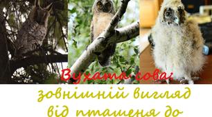 Фотоілюстрація зовнішнього вигляду вухатої сови "Від пташеняти до дорослого"