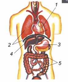 0100f5jx-5acb-178x213.png