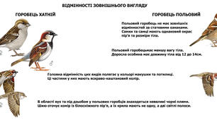 Фотоілюстрація "Відмінності зовнішнього вигляду польового та хатнього горобця"