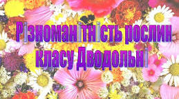 Родини класу Дводольні