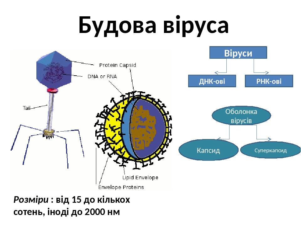 Prezentaciya Uroku Riznomanitnist Form Zhittya Virusi Ta Prokarioti