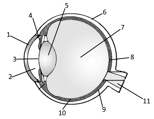 Какой цифрой на рисунке обозначена структура глаза