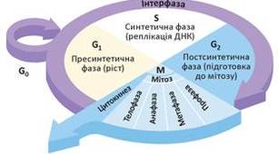 Життя та смерть клітини. Рак