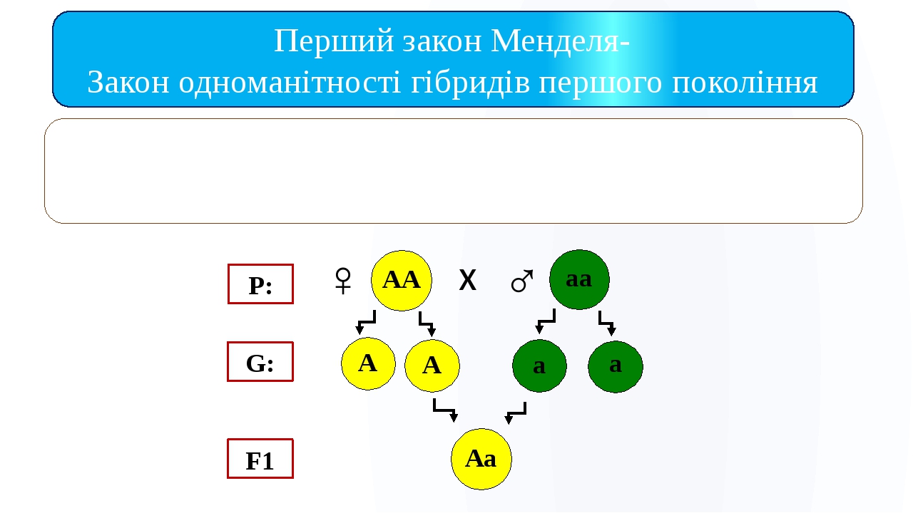 Презентация законы менделя 10 класс биология