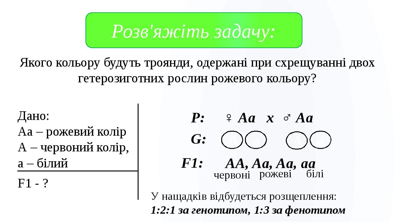 Якого кольору будуть троянди, одержані при схрещуванні двох гетерозиготних рослин рожевого кольору? Розв'яжіть задачу: Дано: Аа – рожевий колір А –...