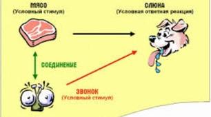 Безумовні та умовні рефлекси