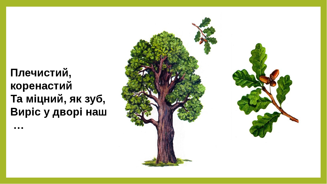 К какой группе относится дуб. Легенда о дубе. Дуб для презентации. Загадка про дуб. Пословицы о дубе.