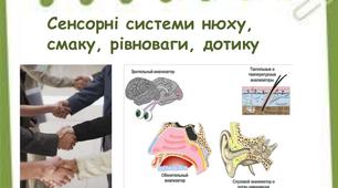 Сенсорні системи рівноваги та руху. Сенсорні системи дотику, температури, болю.