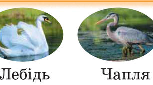 Я досліджую птахів навесні 