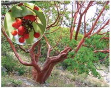 Червона книга України. Суничник дрібноплодий Arbutus andrachne L.