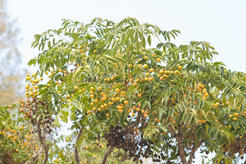 Pistacia mutica * Фисташка дикая | Pistacia mutica * Фисташк… | Flickr