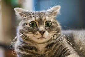 Как назвать кота мальчика: 6400+ имен и кличек для котов