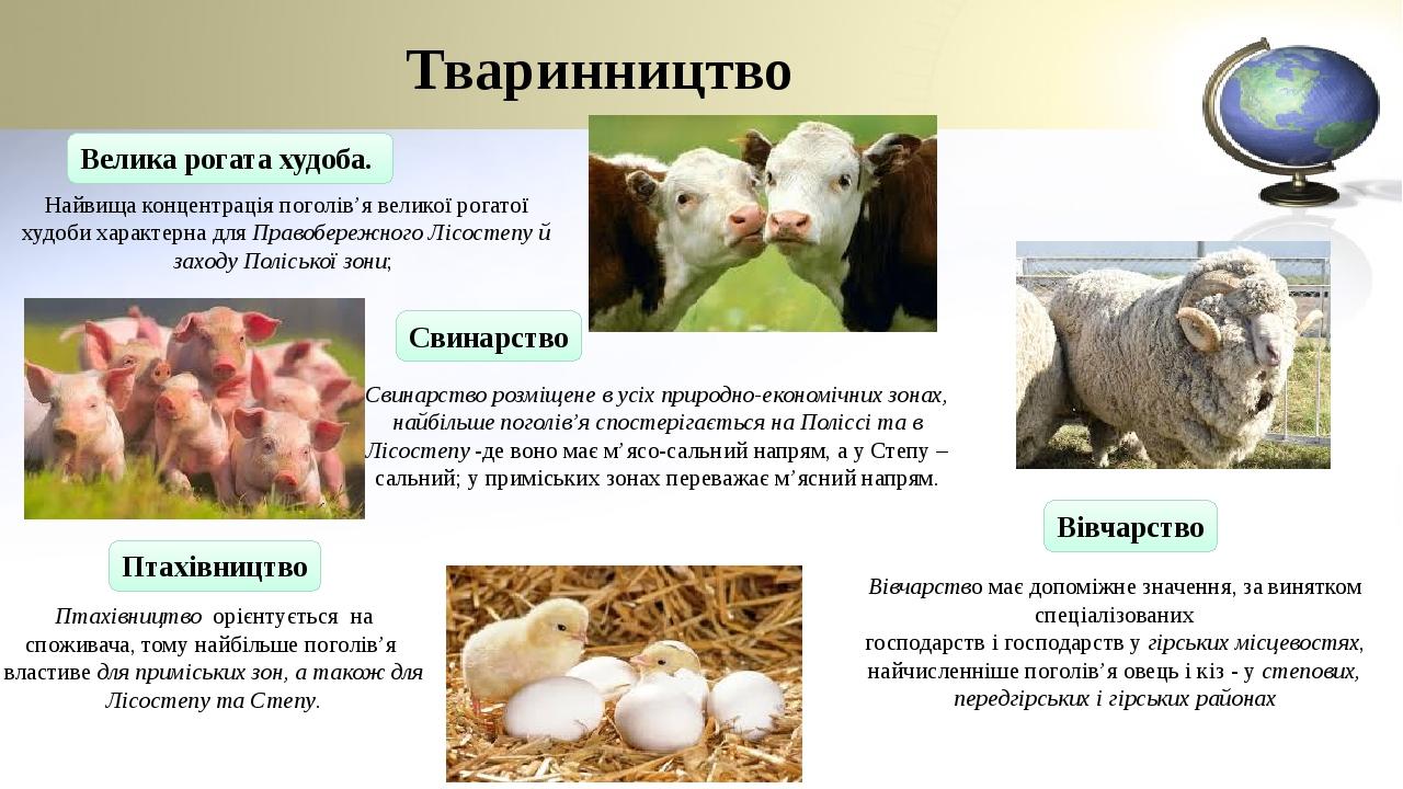 Тваринництво Велика рогата худоба. Найвища концентрація поголів’я великої рогатої худоби характерна для Правобережного Лісостепу й заходу Поліської...