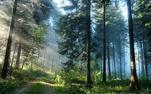 Лес - красивые картинки на рабочий стол (40 фото) • Прикольные ...