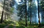 Лес - красивые картинки на рабочий стол (40 фото) • Прикольные ...