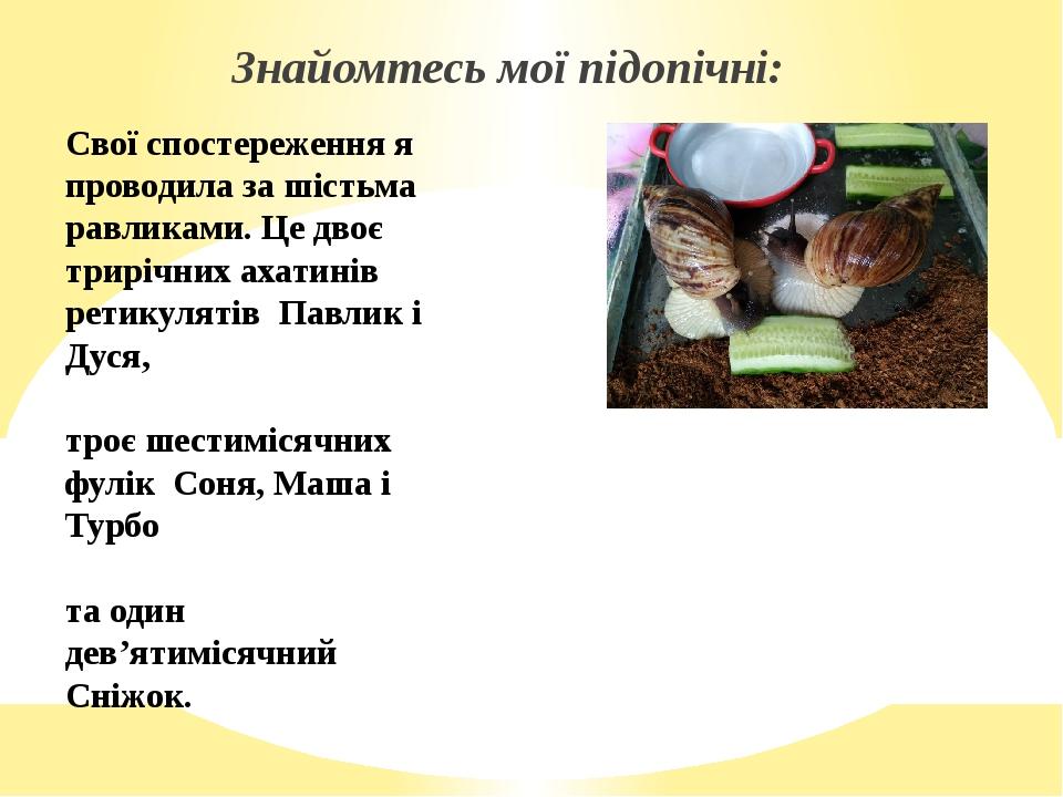 Свої спостереження я проводила за шістьма равликами. Це двоє трирічних ахатинів ретикулятів Павлик і Дуся, троє шестимісячних фулік Соня, Маша і Ту...