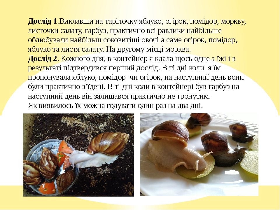 Дослід 1.Виклавши на тарілочку яблуко, огірок, помідор, моркву, листочки салату, гарбуз, практично всі равлики найбільше облюбували найбільш сокови...
