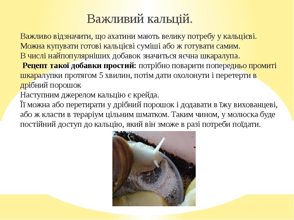 Важливо відзначити, що ахатини мають велику потребу у кальцієві. Можна купувати готові кальцієві суміші або ж готувати самим. В числі найпопулярніш...