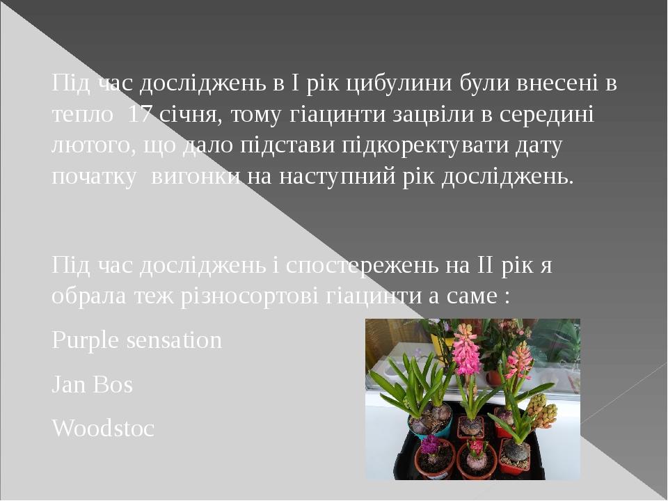 Під час досліджень в І рік цибулини були внесені в тепло 17 січня, тому гіацинти зацвіли в середині лютого, що дало підстави підкоректувати дату по...